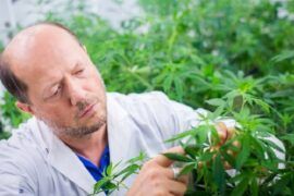 Cannabis para combatir el coronavirus