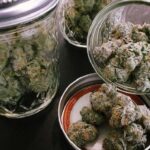 Cómo curar y secar marihuana