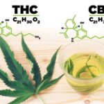 THC vs CBD