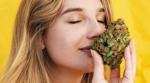 Aromas de cannabis Aromas de cannabis