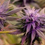 Cannabis morada