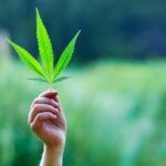 Legalización Marihuana