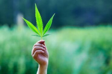 Legalización Marihuana