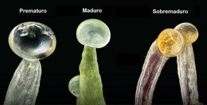 Madurez de los tricomas Madurez Tricomas