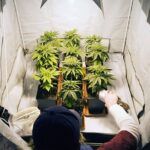 10 consejos para cultivar cannabis