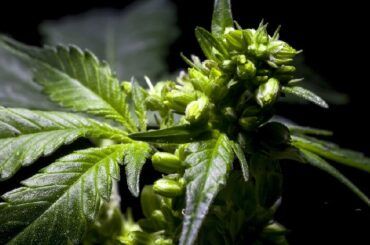 Planta de cannabis macho