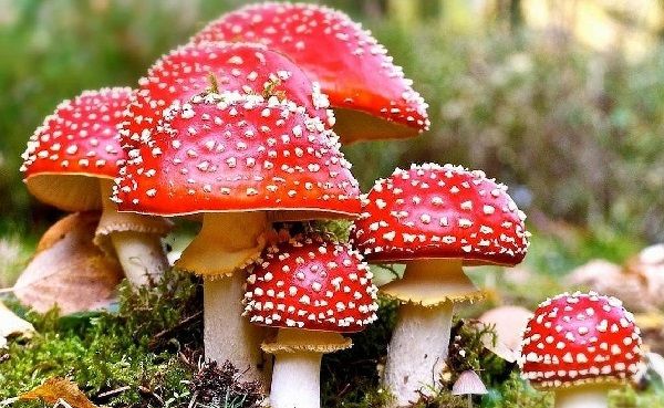 Amanita muscaria Amanita muscaria