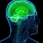 Sistema endocannabinoide