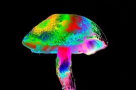 Diversidad metabolómica en hongos con psilocibina: Perfiles únicos y potencial farmacéutico Diversidad metabólica hongos
