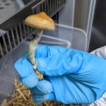 Hongos con psilocibina
