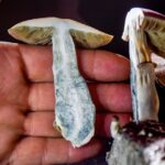 por qué los hongos mágicos se tornan azules cuando se magullan o cortan?