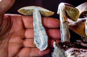 por qué los hongos mágicos se tornan azules cuando se magullan o cortan?