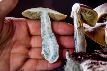 por qué los hongos mágicos se tornan azules cuando se magullan o cortan?