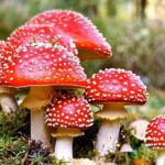 Amanita muscaria