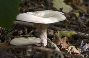 Clitocybe rivulosa Clitocybe rivulosa