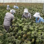 Cannabis en Colombia