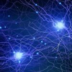 Neuronas zona incierta del cerebro