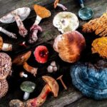 Hongos medicinales