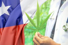 Legalizado y pragmático ¿Cómo funciona el modelo del cannabis medicinal en Chile?