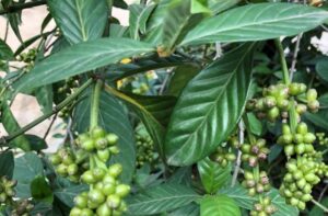 Psychotria viridis Psychotria viridis
