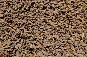 Semillas de ruda siria