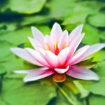 Tipos de meditación