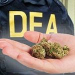 Marihuana DEA