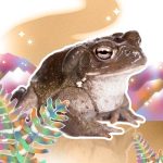 Cuantos tipos de DMT existen