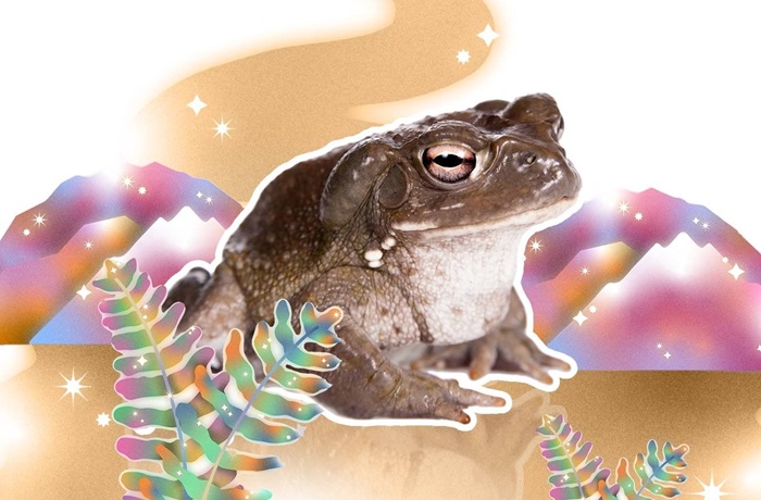 ¿Cuántos tipos de DMT existen y en qué se diferencian? Cuantos tipos de DMT existen