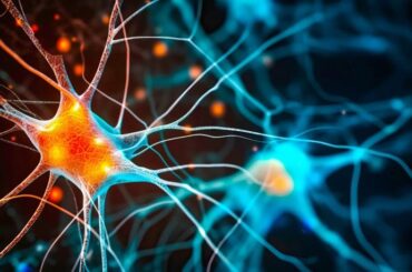 Default Mode Network