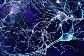 Conectividad cerebral