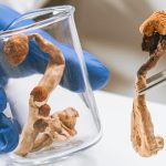 Dosis y efectos con psilocibina