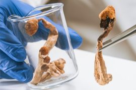 Guía referencial de dosis y efectos del consumo de hongos con psilocibina Dosis y efectos con psilocibina