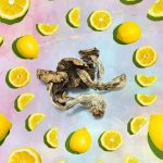 Lemon Tek - Imagen por Sarah Schnur