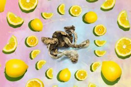 ¿Cómo hacer un Lemon Tek?: Guía para consumir hongos mágicos con zumo de limón Lemon Tek - Imagen por Sarah Schnur