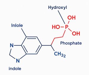 Estructura psilocibina