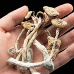 Variedades para microdosis