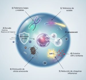 Diagrama científico que ilustra cinco mecanismos antienvejecimiento de la psilocibina dentro de una célula: protección de telómeros, reducción del estrés oxidativo, disminución de la senescencia, activación de SIRT1 y menor inflamación.