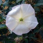 Flores de datura sagrada y brugmansia, plantas con alcaloides anticolinérgicos