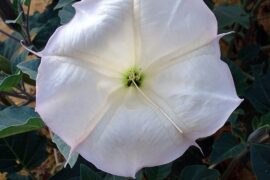 Flores de datura sagrada y brugmansia, plantas con alcaloides anticolinérgicos
