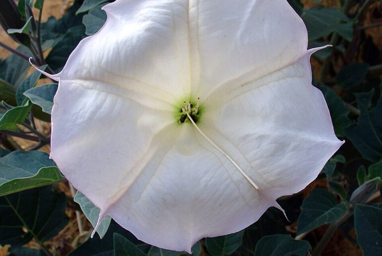 Flores de datura sagrada y brugmansia, plantas con alcaloides anticolinérgicos