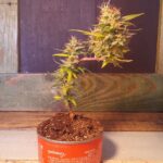 Microcultivo de cannabis en espacios reducidos con iluminacion LED