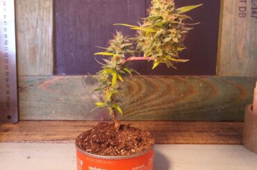 Microcultivo de cannabis en espacios reducidos con iluminacion LED
