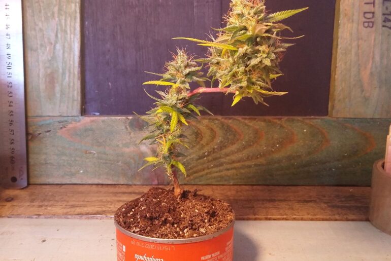 Microcultivo de cannabis en espacios reducidos con iluminacion LED