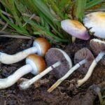 Psilocybe cubensis — variabilidad de triptaminas entre cepas cultivadas