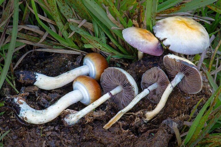 Psilocybe cubensis — variabilidad de triptaminas entre cepas cultivadas