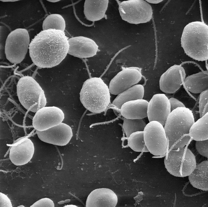 Algas Chlamydomonas reinhardtii al microscopio electrónico, el organismo del que proceden las channelrhodopsinas de la optogenética