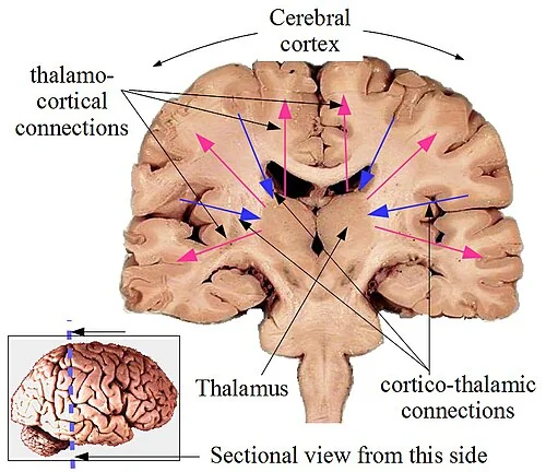 Esquema de las conexiones entre el tálamo y la corteza cerebral, implicadas en la percepción consciente