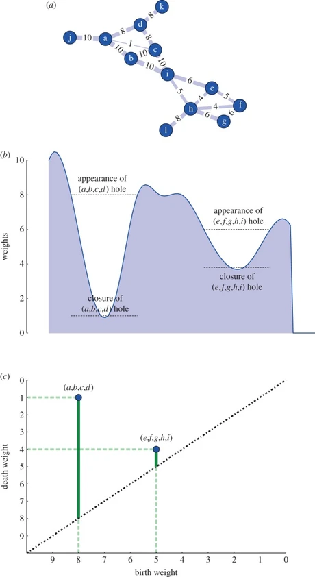 Red ponderada, estratigrafía de pesos y diagrama de persistencia de dos agujeros según Petri y colaboradores