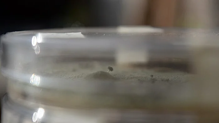 Placa de Petri con fermentación en estado sólido en un laboratorio